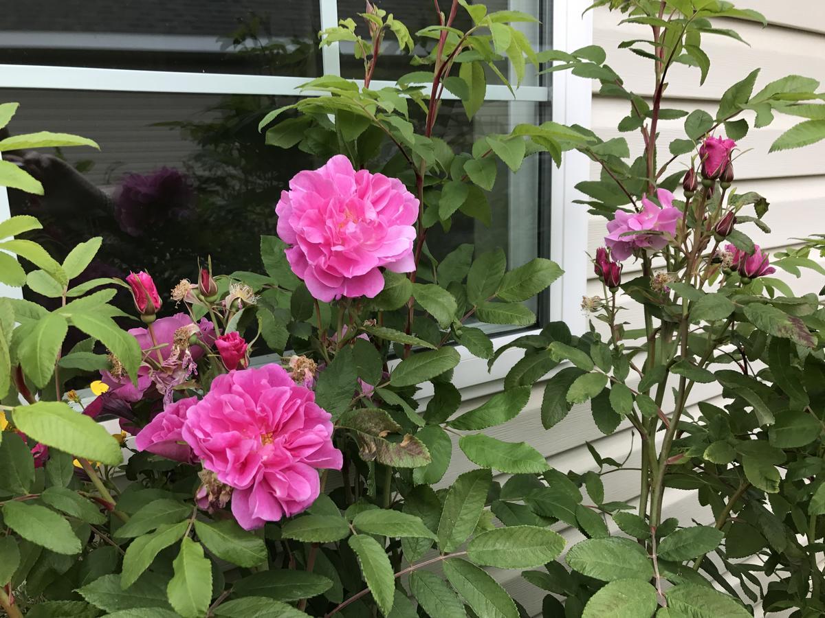 Alaska Garden Gate B&B بالمر المظهر الخارجي الصورة